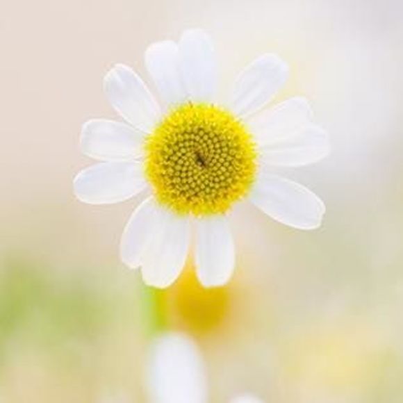 Meet your Posher, Cindy - Picture 1 of 1